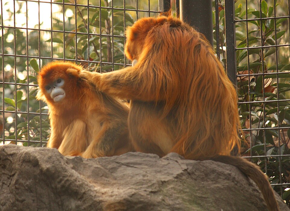 golden snub-nosed monkey