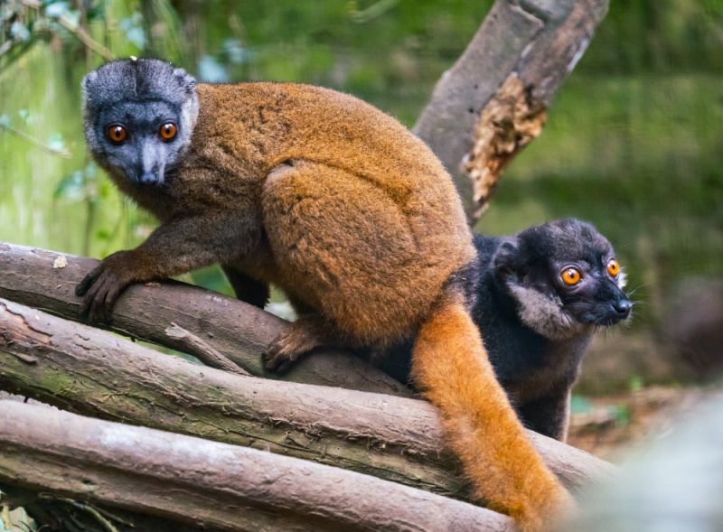 Gray-headed lemur