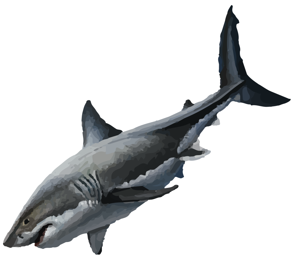 great white shark