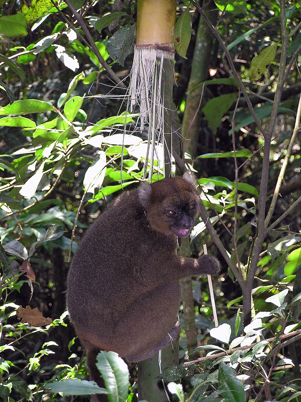 Greater bamboo lemur