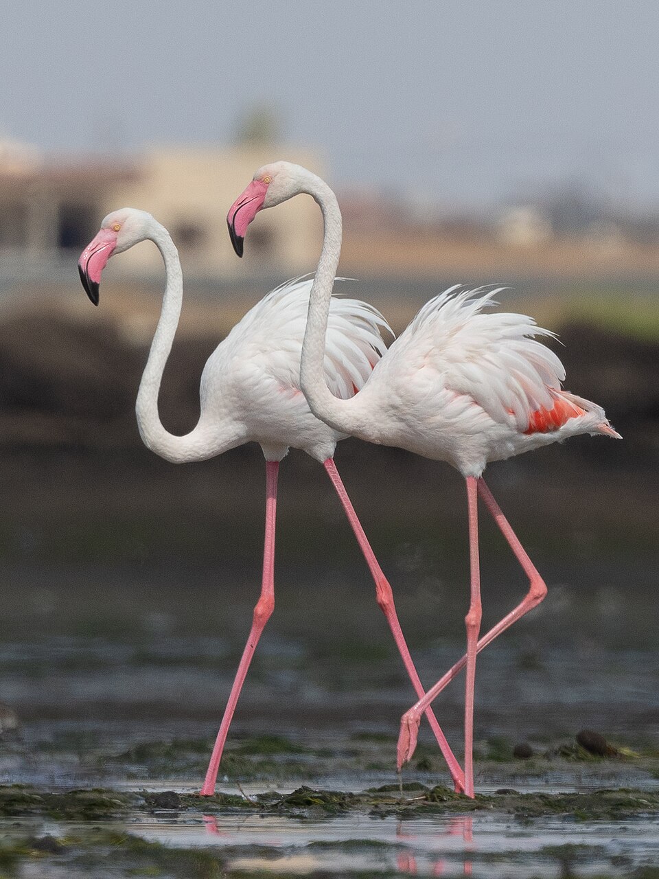 Greater flamingo