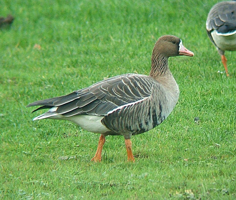 greater white-fronted goose