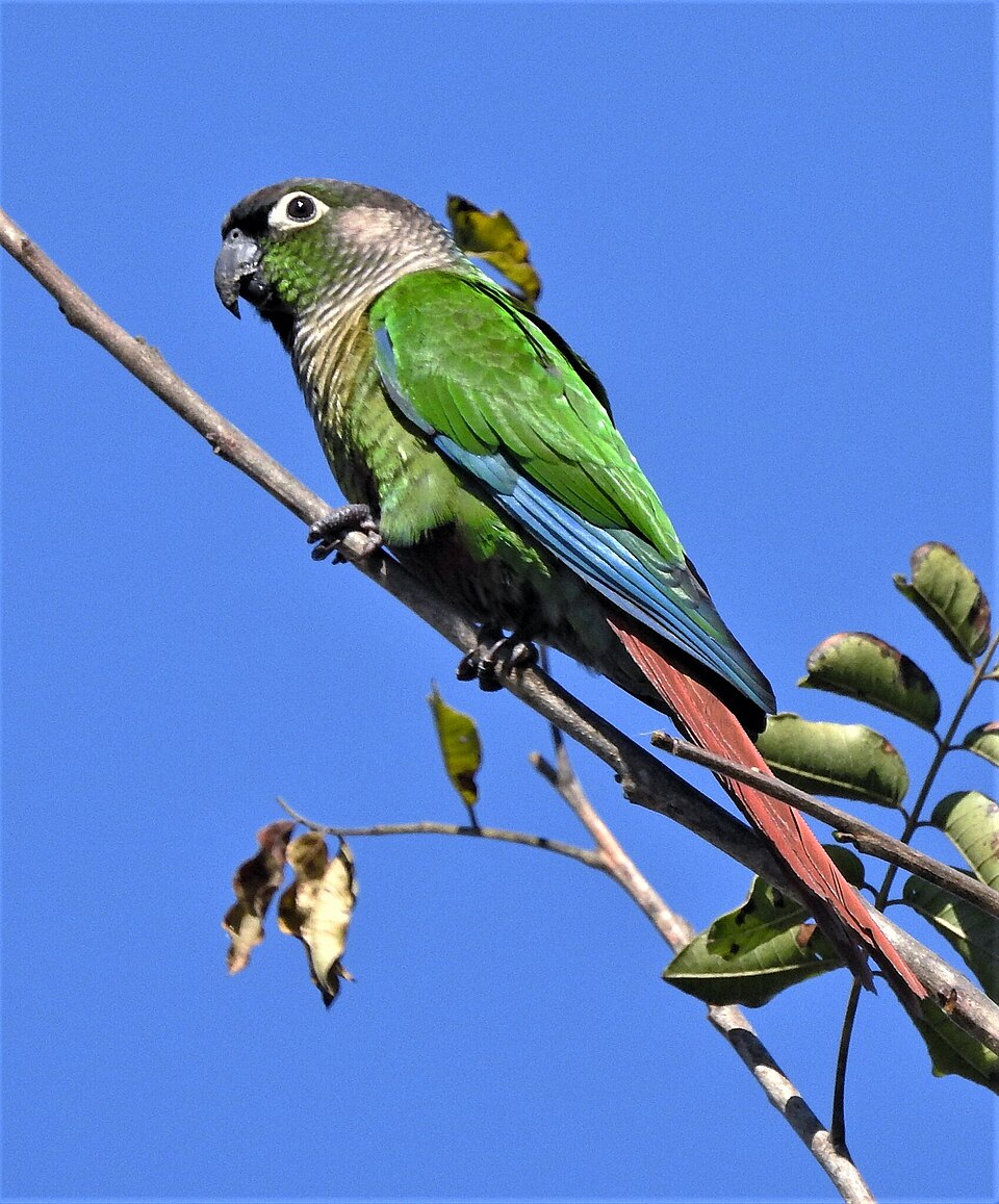 Green-cheeked Parakeet