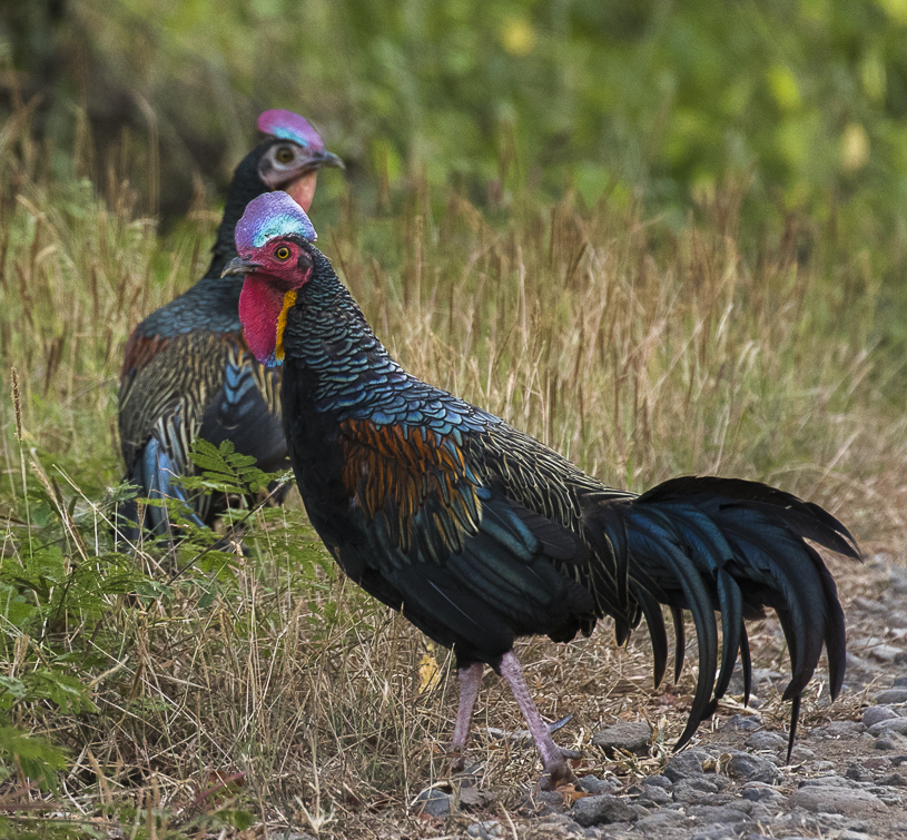 Green Junglefowl