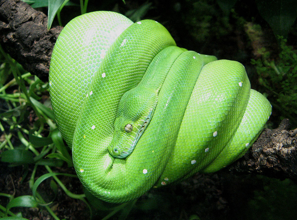 Green tree python