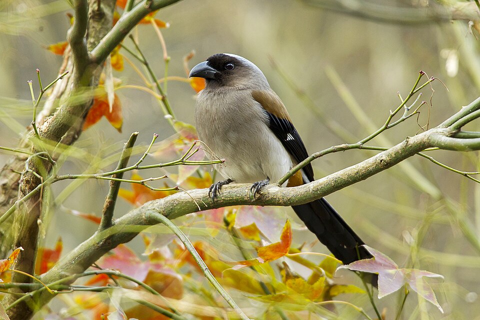 Grey Treepie