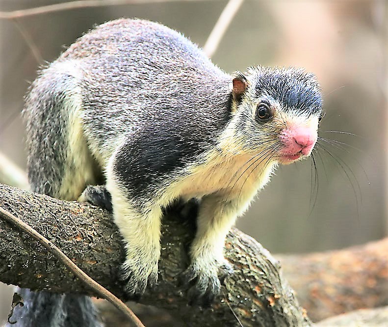 Grizzled giant squirrel