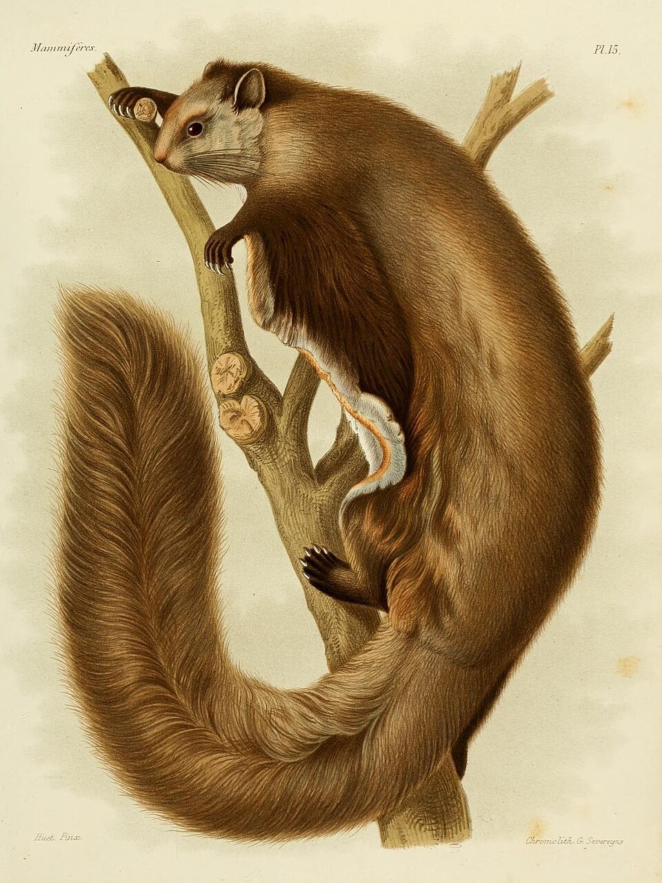 Groove-toothed flying squirrel