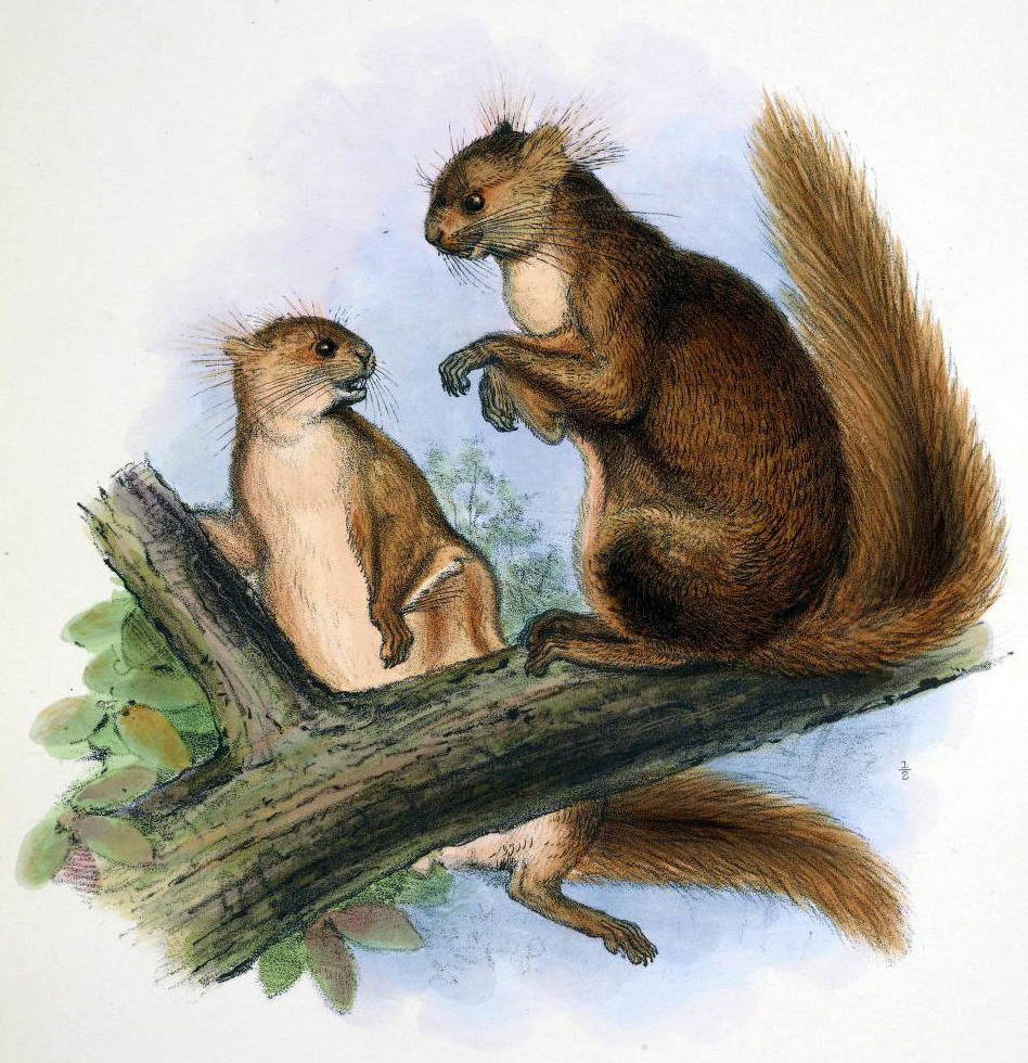 Hairy-footed flying squirrel