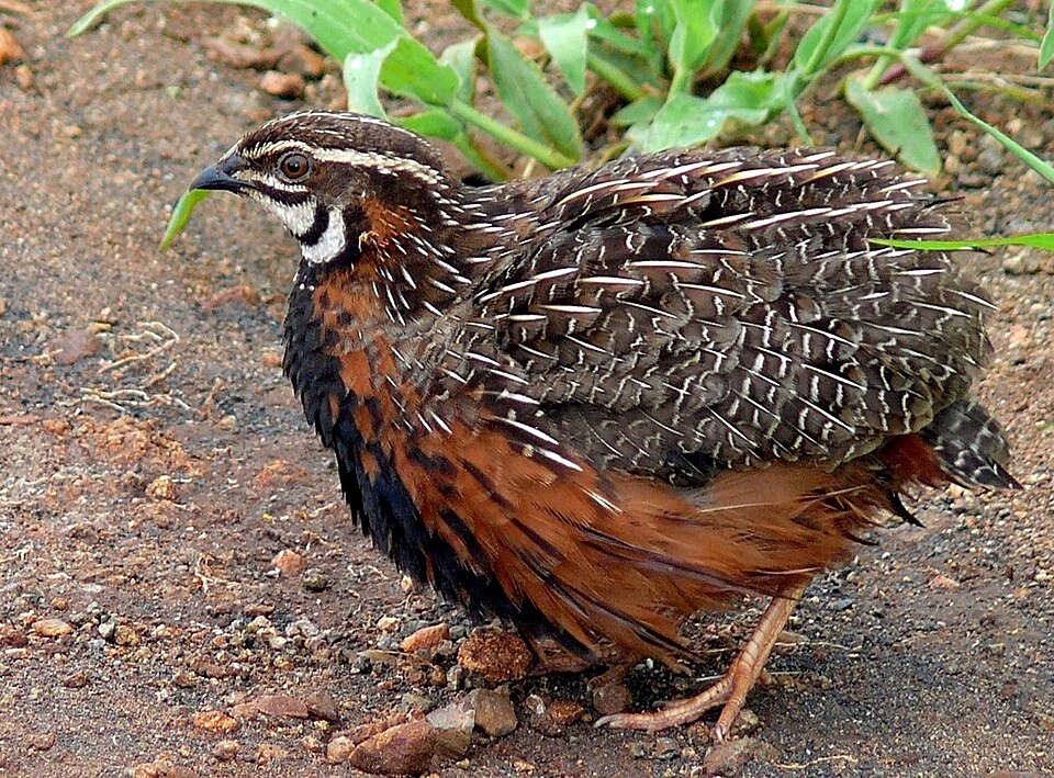 Harlequin Quail