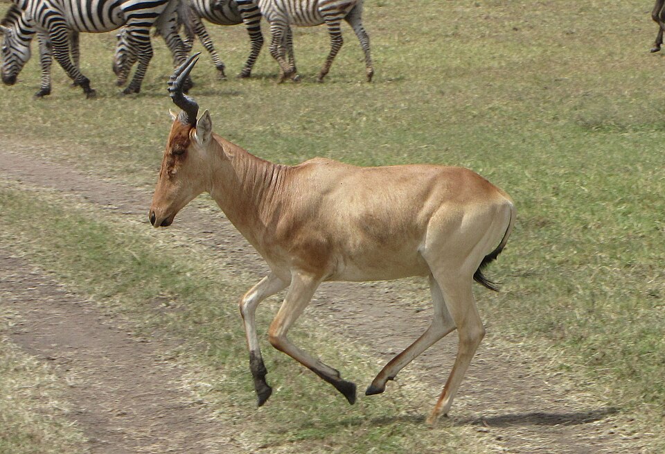 hartebeest