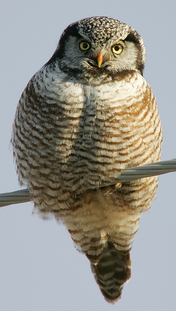 Hawk Owl