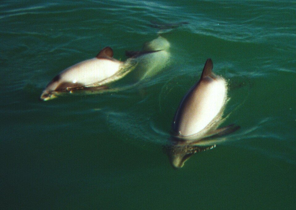 Hector's dolphin