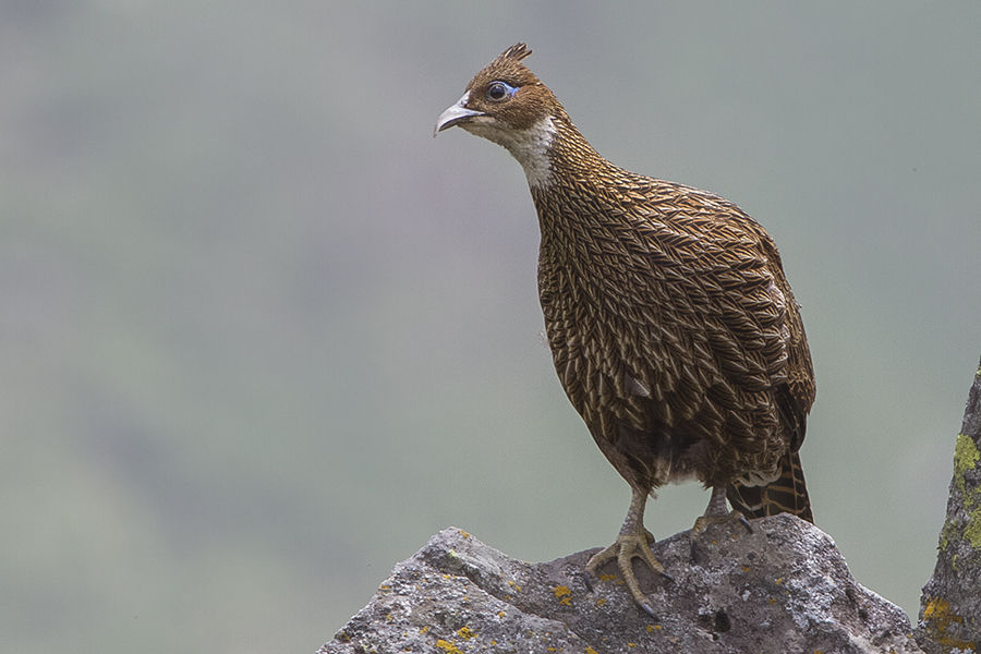 Himalayan Monal