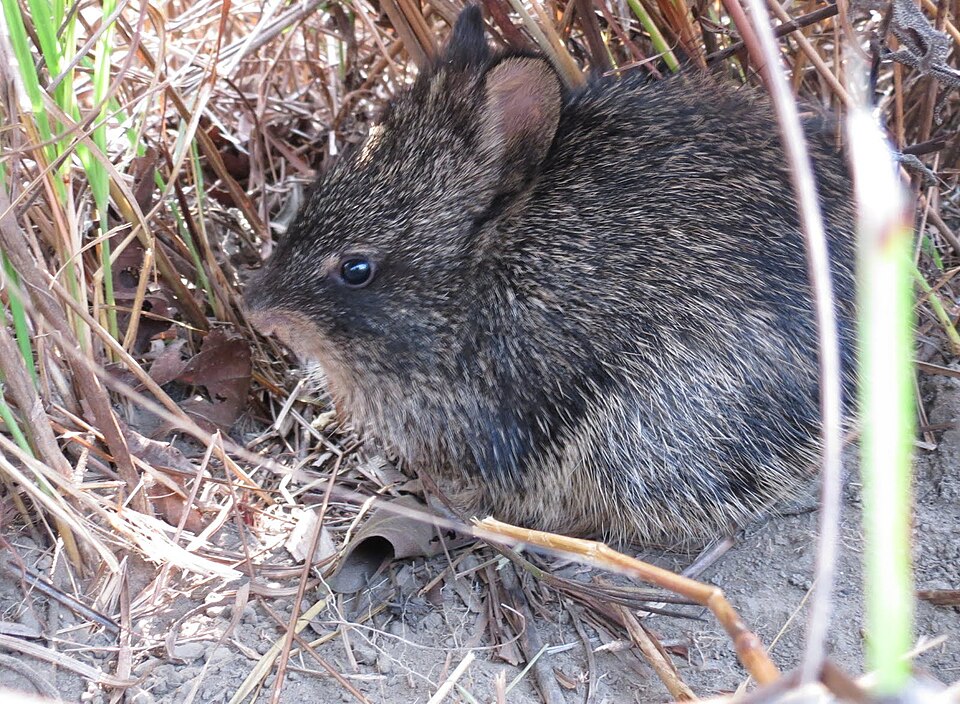 Hispid Hare