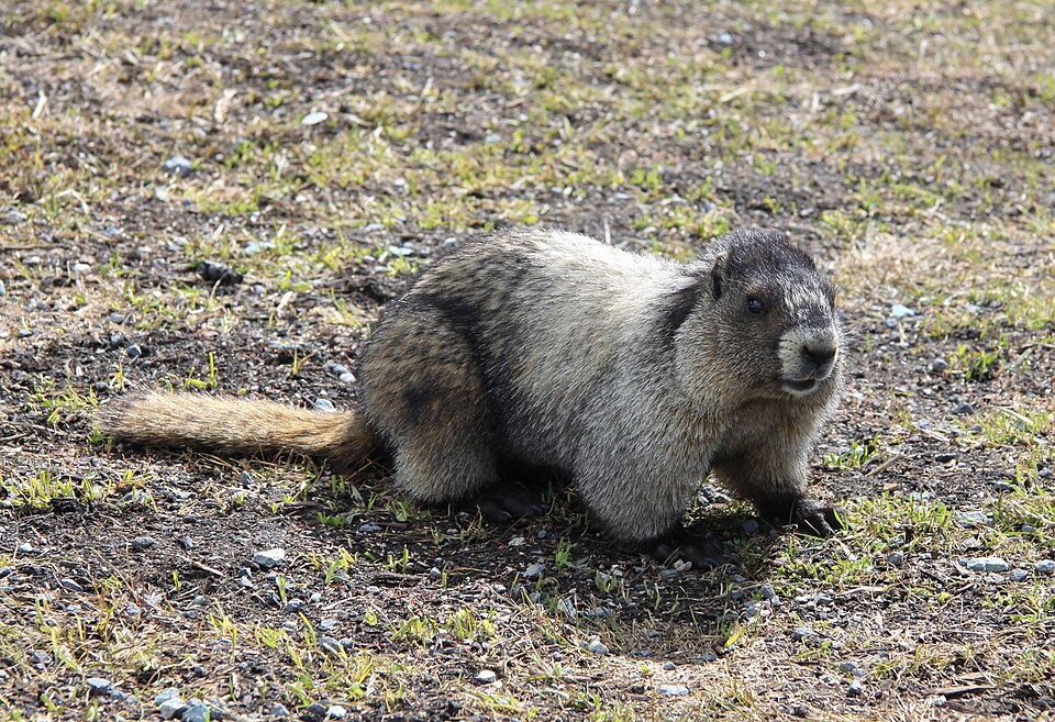 hoary marmot