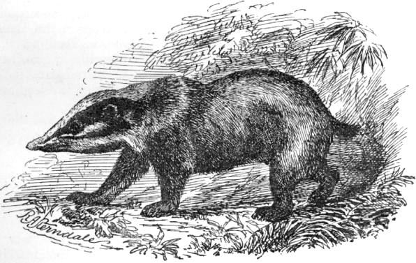 Hog badger
