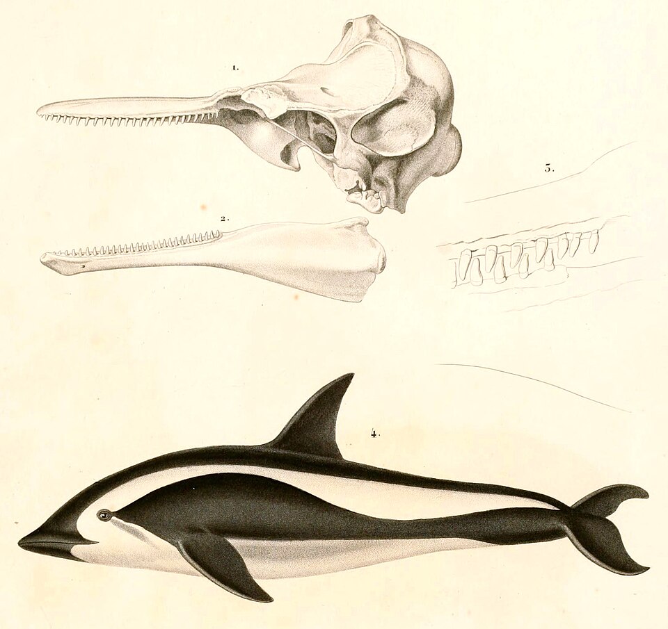 Hourglass dolphin