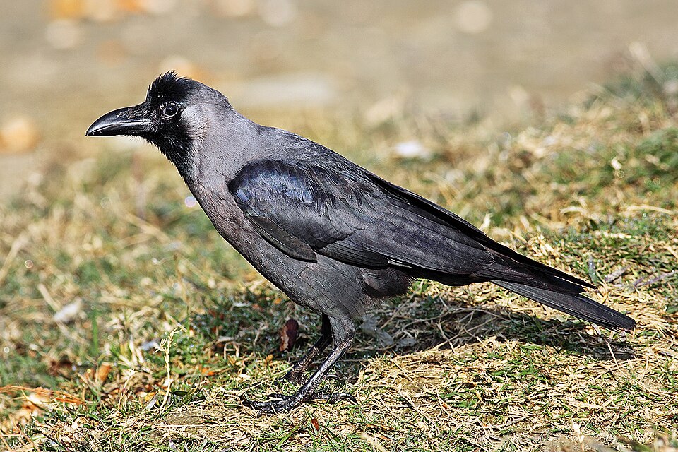 House Crow