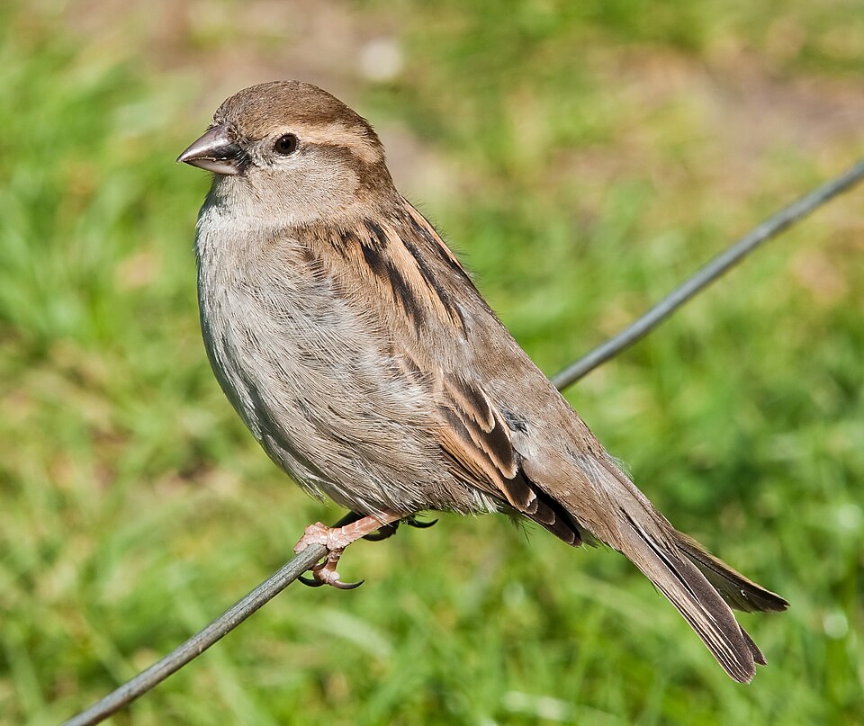 House sparrow