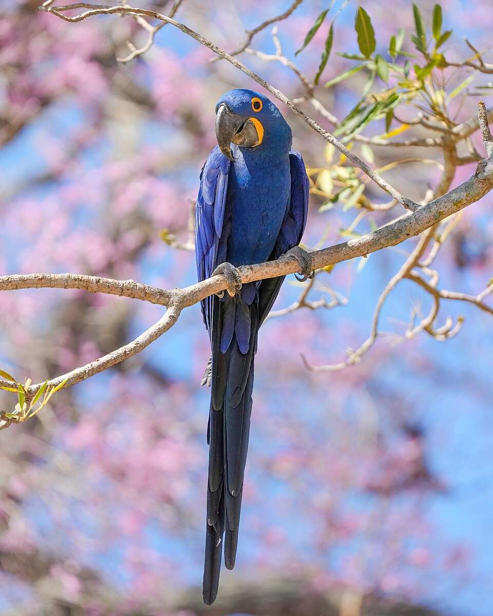 Hyacinth Macaw
