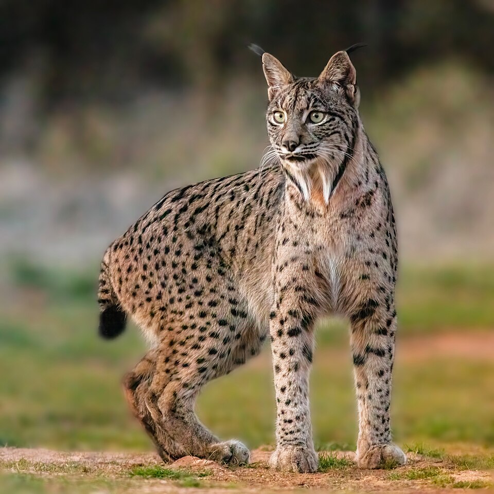Iberian lynx