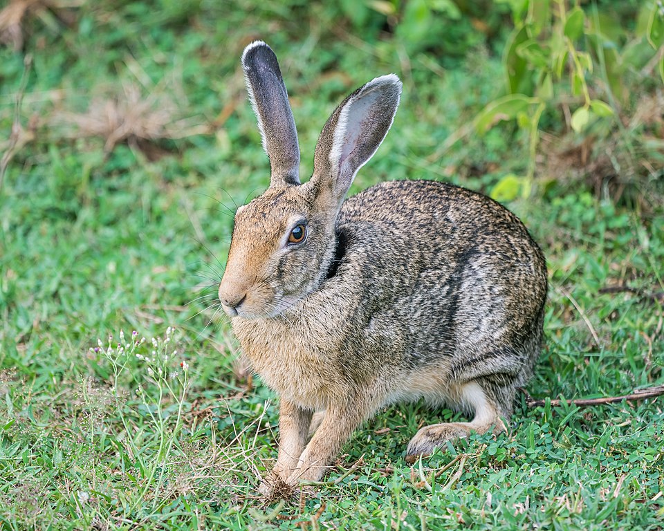 Indian hare