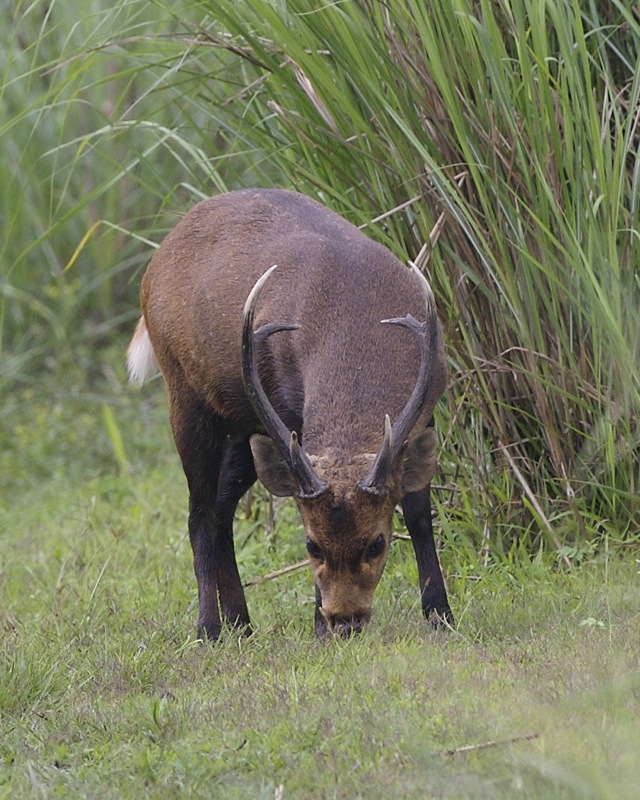 Indian hog deer