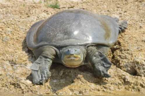 Indian softshell turtle