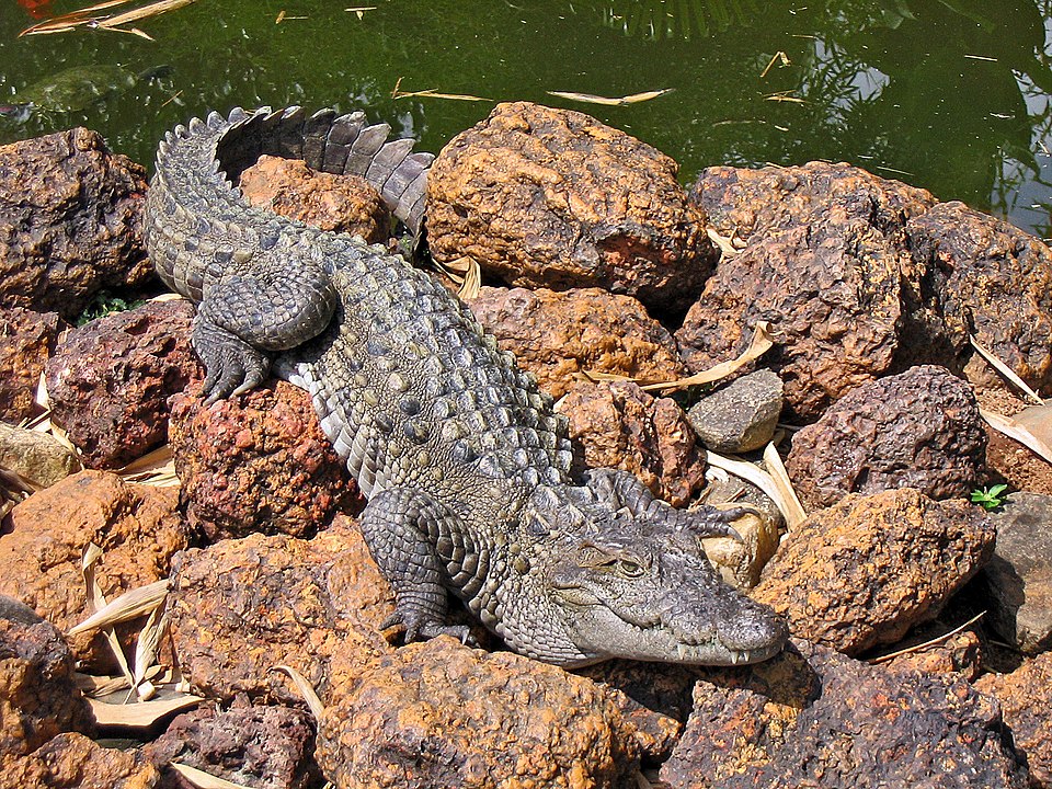 Indus Crocodile