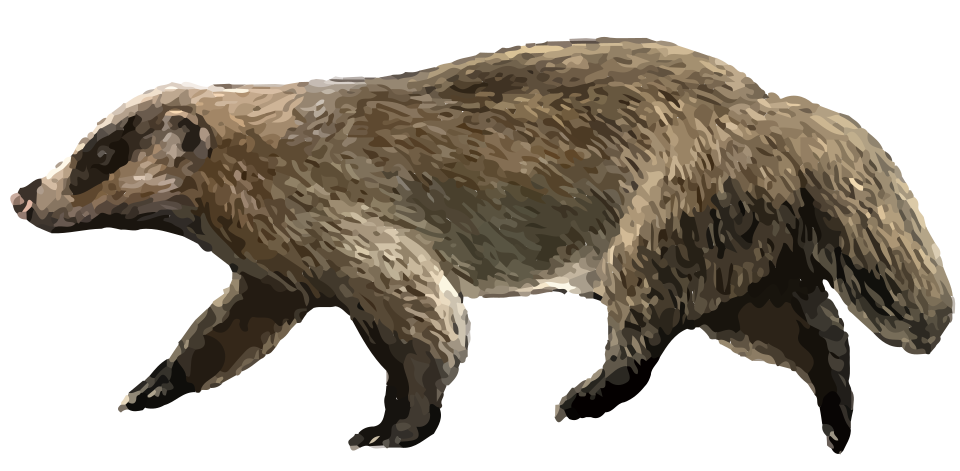 Japanese badger