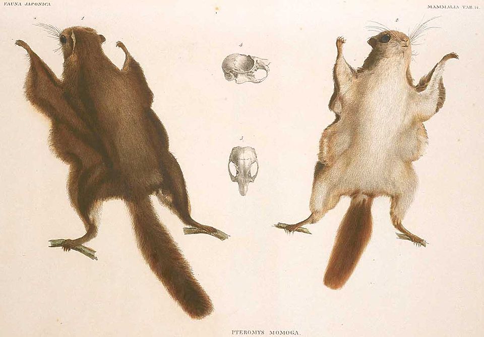 Japanese dwarf flying squirrel