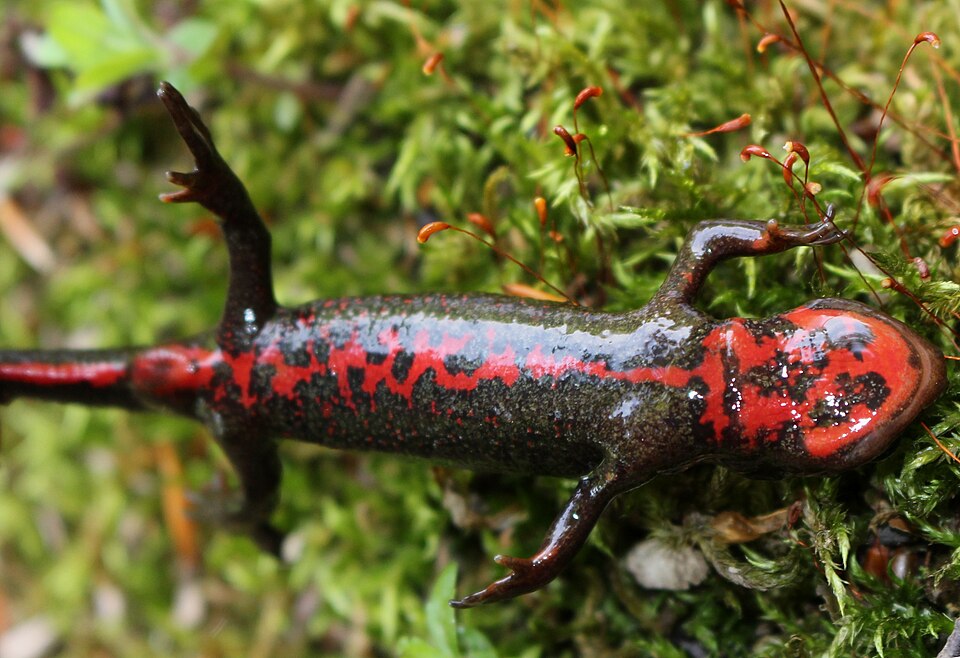 Japanese fire belly newt
