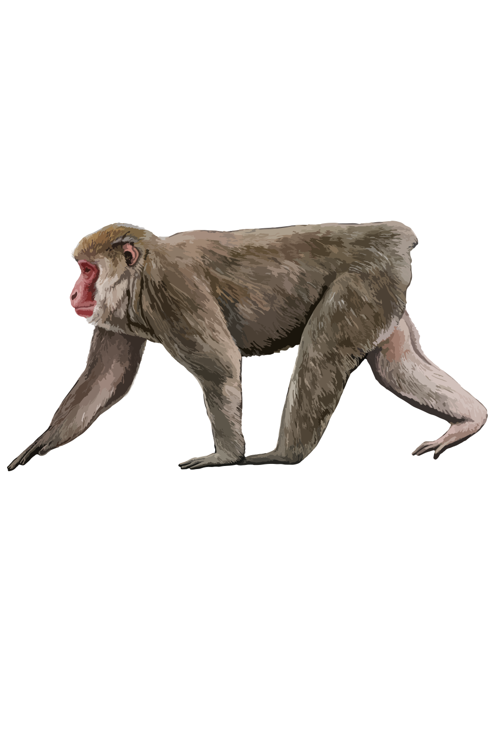 Japanese macaque