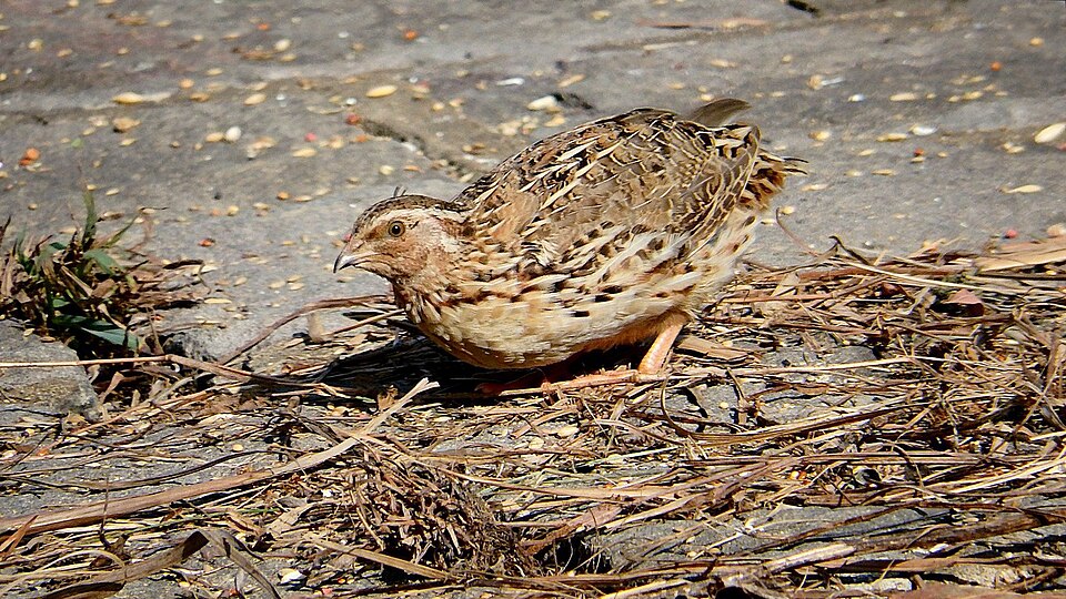 Japanese Quail