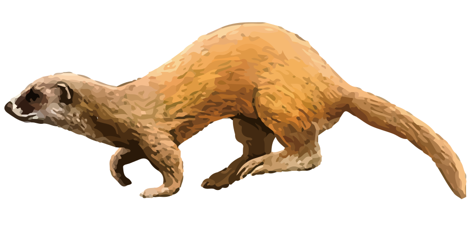 Japanese weasel