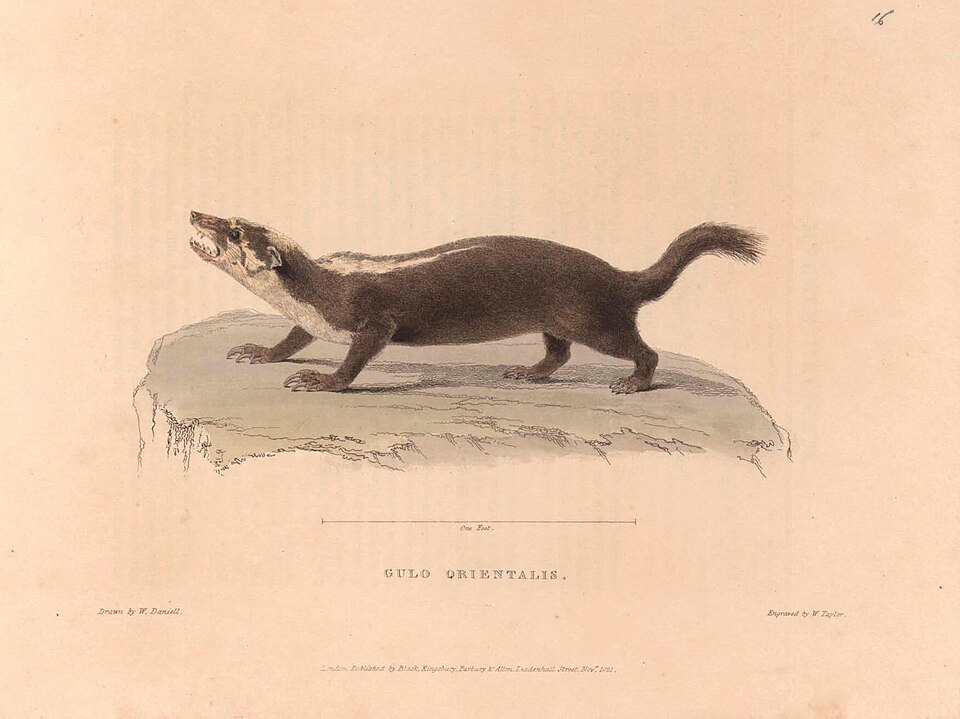 Javan ferret-badger