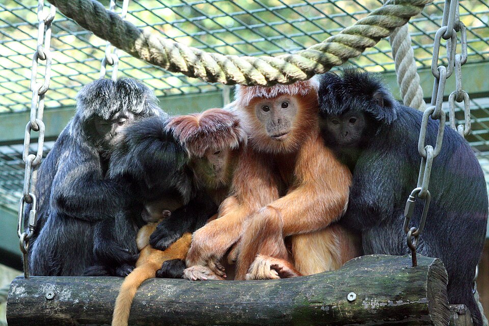 Javan lutung