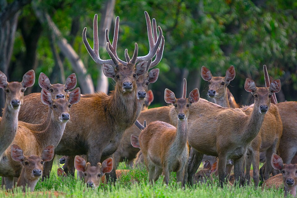 Javan rusa