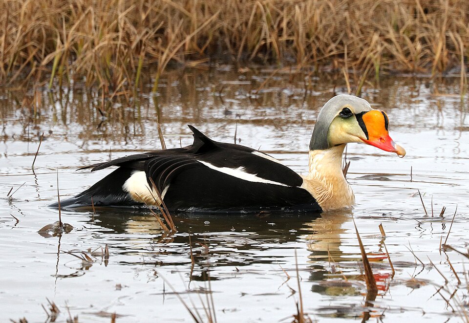 King Eider