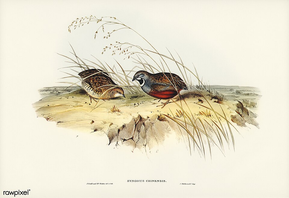 King Quail