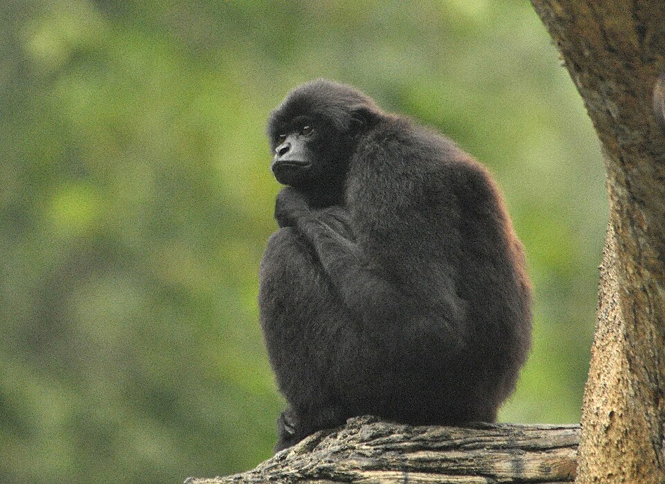 Kloss's gibbon