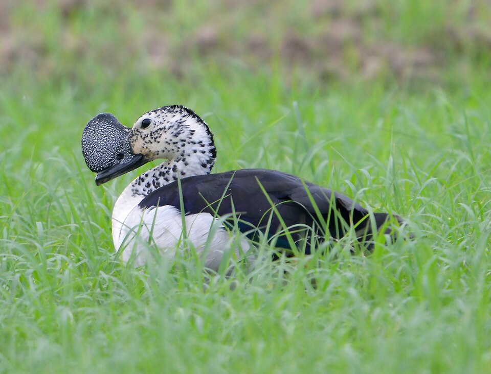 Knob-billed Duck
