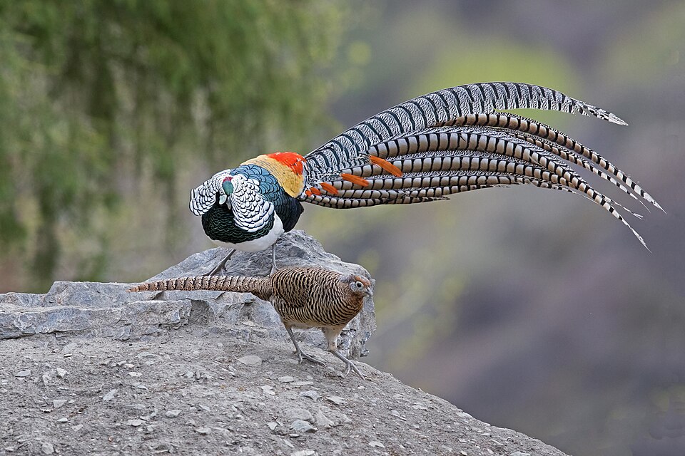 Lady Amherst’s Pheasant
