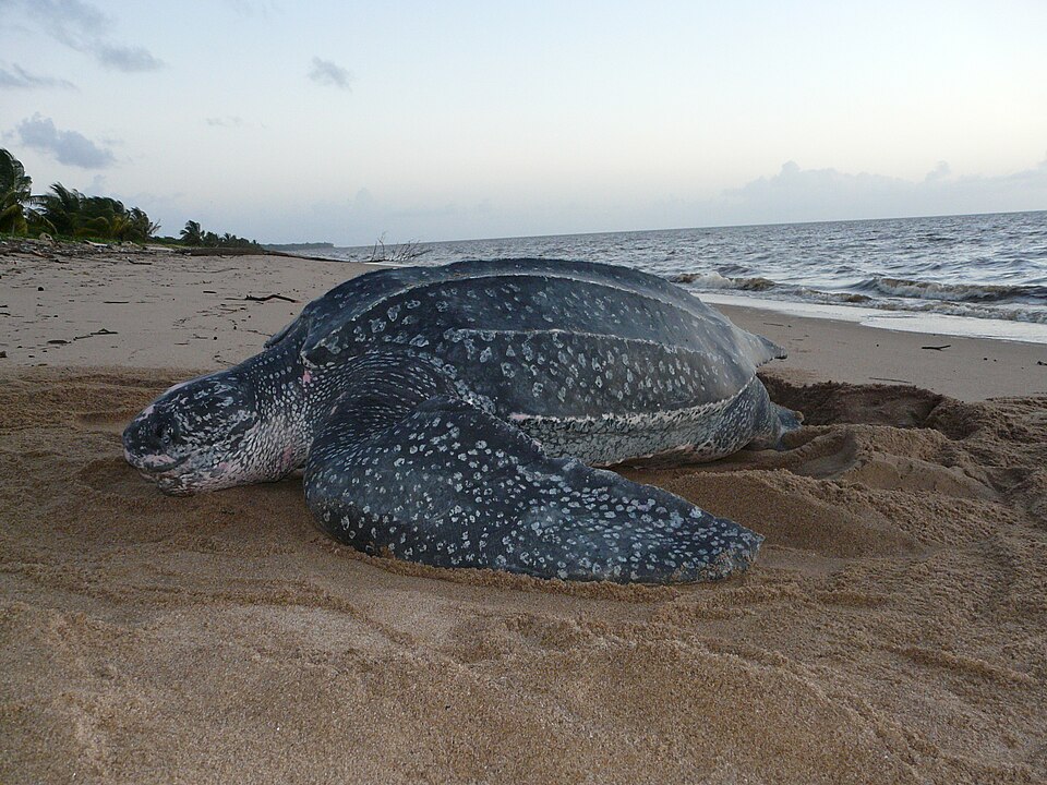 leatherback sea turtle