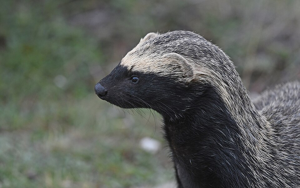 Lesser grison