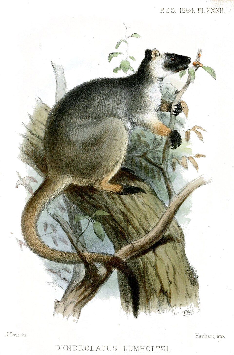 Lumholtz's tree-kangaroo