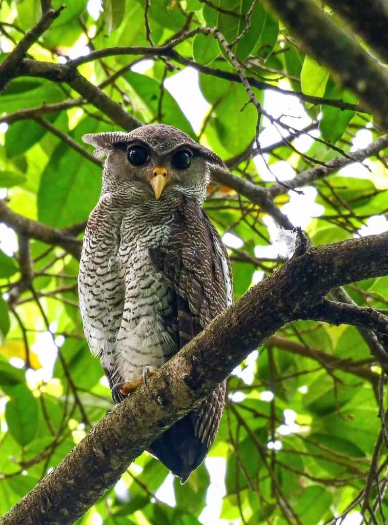 Malay Eagle-owl