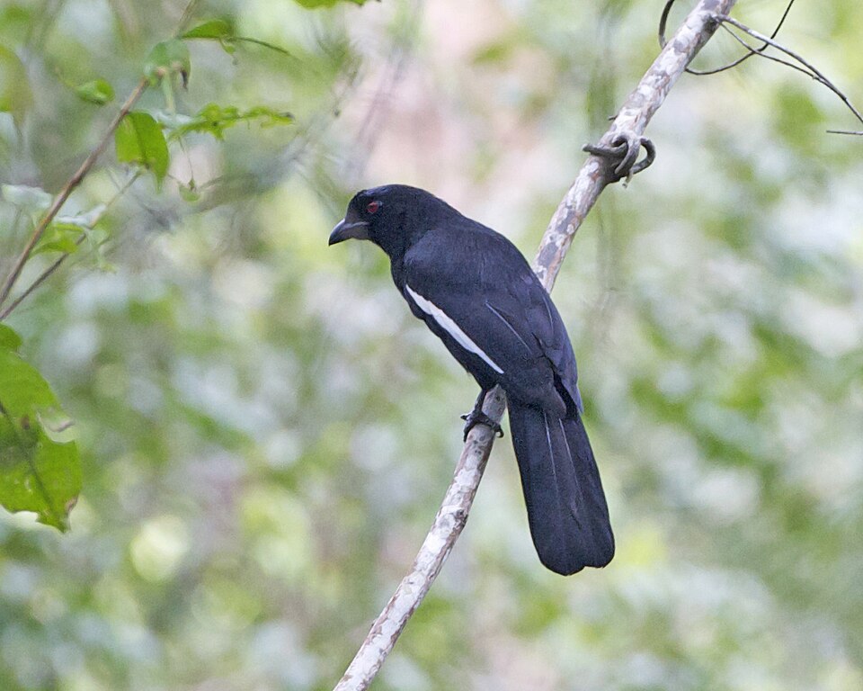 Malayan black magpie