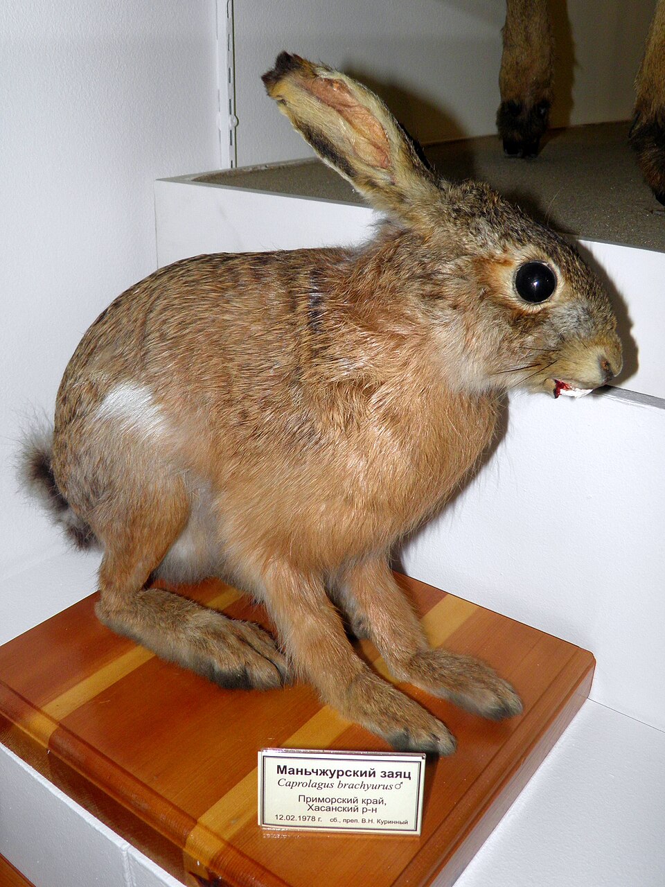 Manchurian hare